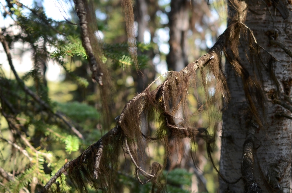 Old mans beard grows only in certain altitudes and climate settings.  Seeing on the trees gives them a mystical sense.  It is not that common for people to see.
