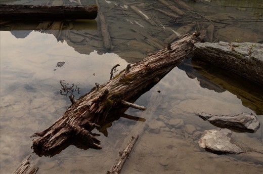 With no true outlet rive all the fallen trees of Lake O'Hara stay and create ecosystems of there own.  They are often overlooked by hikers looking at the majesty of the mountains.