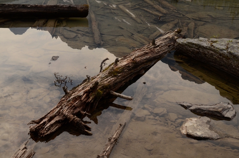 With no true outlet rive all the fallen trees of Lake O'Hara stay and create ecosystems of there own.  They are often overlooked by hikers looking at the majesty of the mountains.