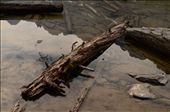 With no true outlet rive all the fallen trees of Lake O'Hara stay and create ecosystems of there own.  They are often overlooked by hikers looking at the majesty of the mountains.: by richardmwilson1of7, Views[6523]