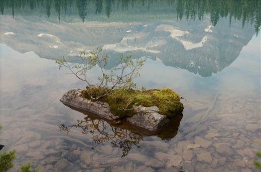 Lake O'Hara is a micro cosom itself.  This island rock has it's own mirco cosmo and ecosystem in this pristeen world.