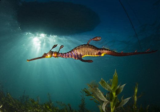 Boats and fishing line are a constant danger to seadragon existance.