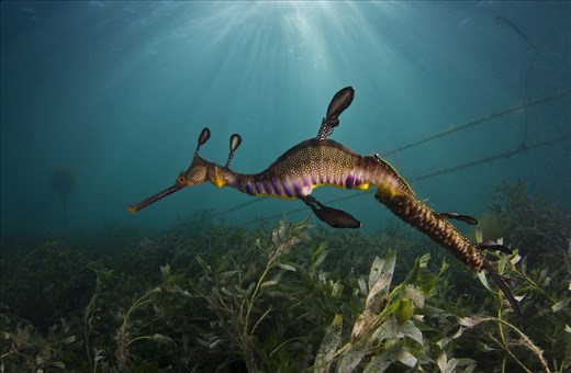 Listed by the IUCN as Threatened due to habitat destruction by human sources such as pollution and mooring infrastructure. While pollution remains a problem, luckily a group of dedicated engineers have a devised a system of mooring that minimizes the damage caused by ropes pulling up marine vegetation - and unsuspecting seadragons.