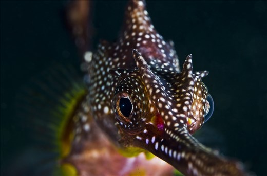 Seadragans are very shy and secretive animals - rarely allowing close views.