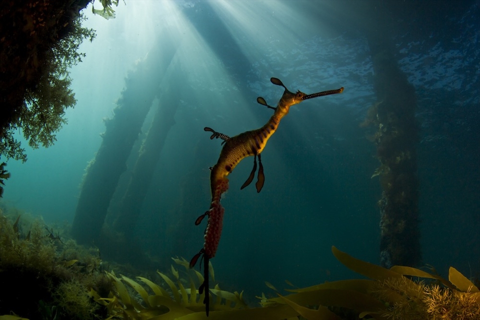 Weedy Seadragon under Flinders Pier (Victoria, Australia) in the afternoon light. Masters of disguise they blend perfectly with their surrounding environment and it takes quite a while before your eye adapts and finds them floating peacefully in the marine vegetation that prefer.