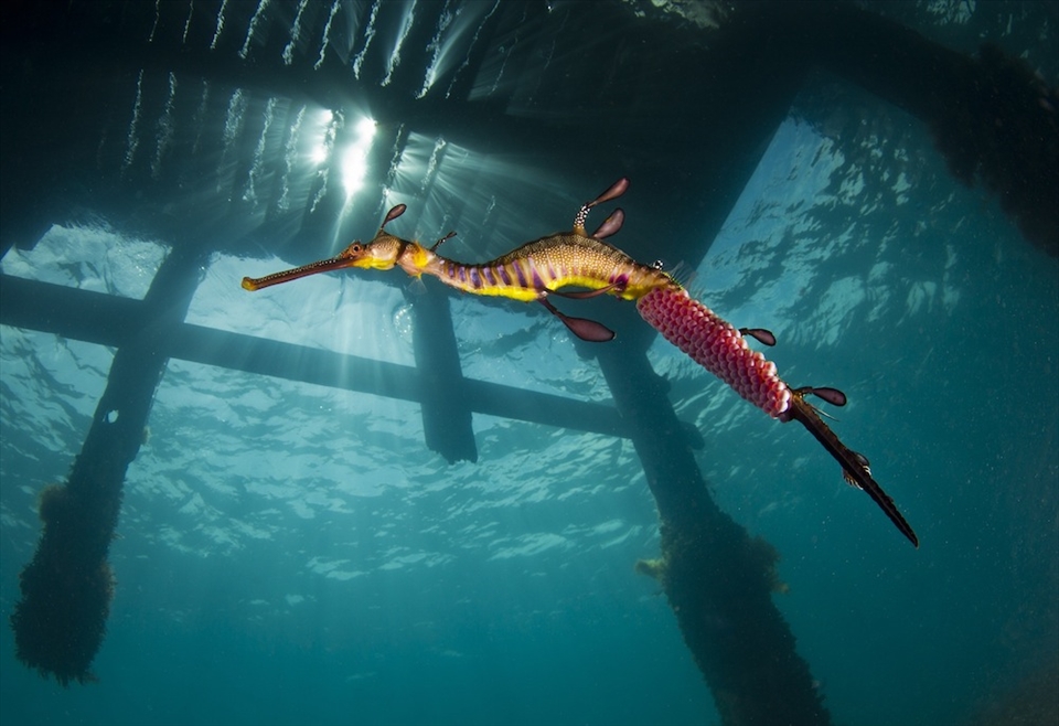Male and female weedy seadragons perform an intricate and beautiful dance which concludes with the male  seadragon carrying the fertilised eggs for almost 8 weeks after which the babies hatch fully formed.