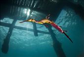 Male and female weedy seadragons perform an intricate and beautiful dance which concludes with the male  seadragon carrying the fertilised eggs for almost 8 weeks after which the babies hatch fully formed.: by richardwylie, Views[590]
