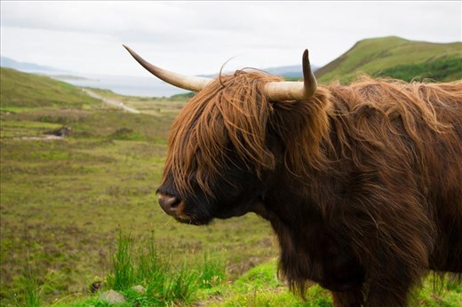 The beautiful hairy coo! I think these animals truly represent Scotland-they look tough from the outside but are soft and gentle inside