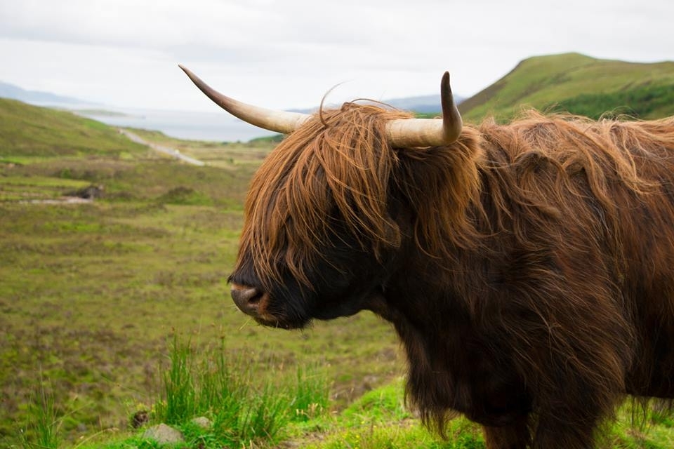 The beautiful hairy coo! I think these animals truly represent Scotland-they look tough from the outside but are soft and gentle inside