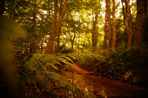 Marlay park, Dublin-Ireland 