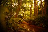 Marlay park, Dublin-Ireland : by rickrosendo, Views[220]