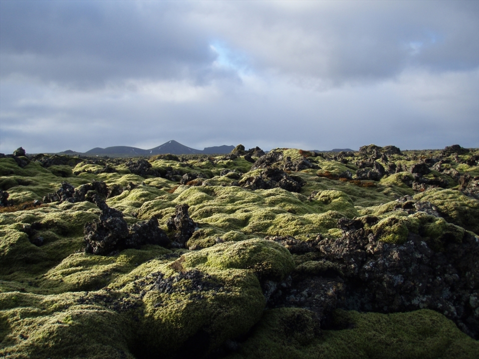 Hard lava rocks hidden by soft moss. Rough landscape with no trees looks more like unknown planet from science fiction than the place on Earth.