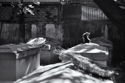 Inside the monastery is one of the most beautiful graveyards I have seen. I was immediately drawn to the little creature and the dramatic light. The cat, who felt my presence, turned its head to look at me, as if asking me to retreat from disturbing its peace.