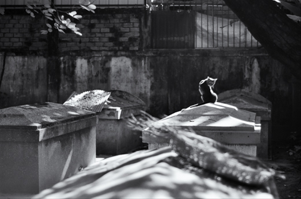 Inside the monastery is one of the most beautiful graveyards I have seen. I was immediately drawn to the little creature and the dramatic light. The cat, who felt my presence, turned its head to look at me, as if asking me to retreat from disturbing its peace.