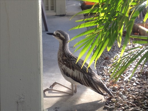 Interesting wildlife at the Whitsundays- birds knees bend backwards?!