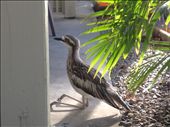 Interesting wildlife at the Whitsundays- birds knees bend backwards?!: by rlew01, Views[1468]