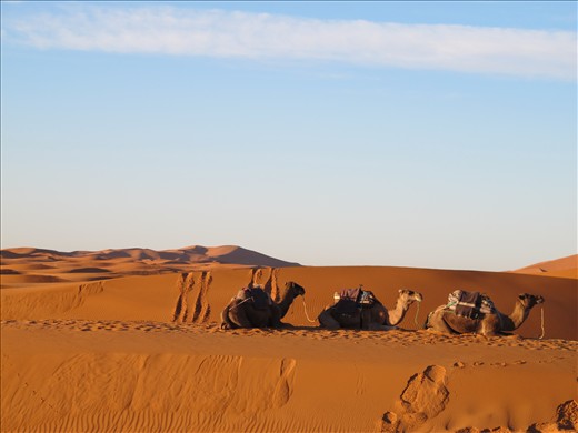 We spent a night in the desert, these were our transportation. 