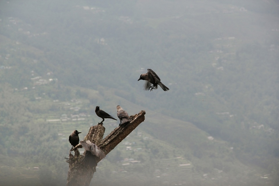 Their territory. High above the madding crowd - just hop about, why fly!