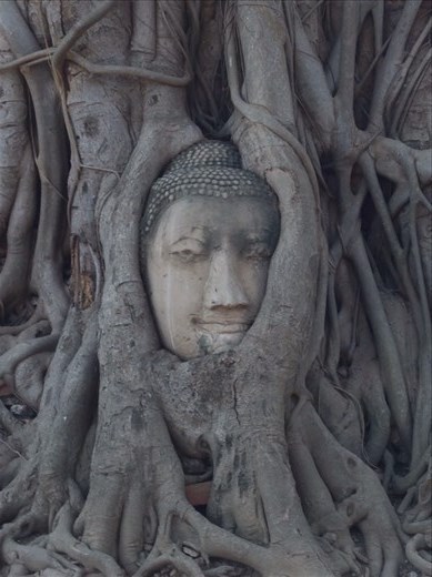 Ayutthaya Buddha head enshrined 