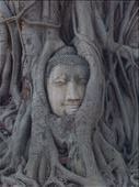Ayutthaya Buddha head enshrined : by roaming_reas, Views[396]