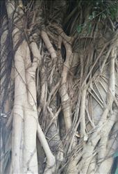 by roaming_reas, Views[488]