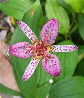 by roaming_reas, Views[101]