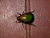 by roaming_reas, Views[133]