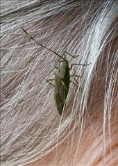 by roaming_reas, Views[150]