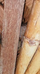 by roaming_reas, Views[324]