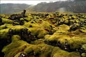 Lava and Moss... Rugged landcape.: by robbiejc, Views[1703]