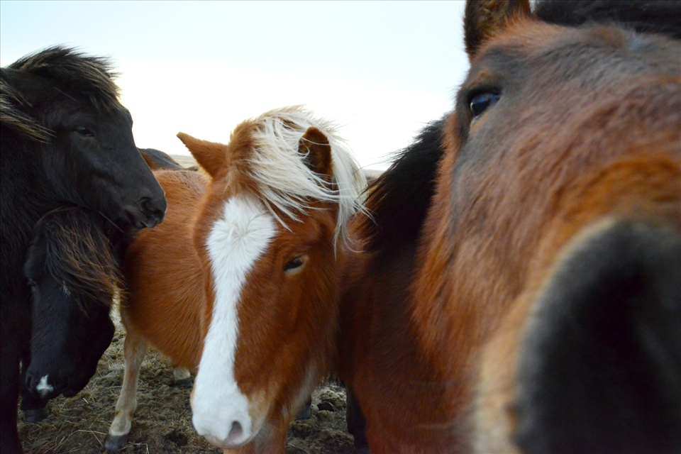 Whats that you have there, beautiful creatures keen to say hello
