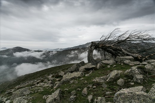 mountain top after a long climb up, only me, this tree and the hammering wind