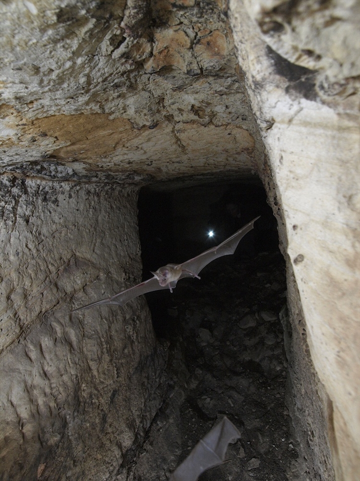 As the last Trident-nosed bats, Asellia Tridens, exit during an out flight to forage for insects, at Qarat Al Halfaya, a Roman ruin in the Egyptian western desert, biologist Jill Carpenter, visible only by her headlamp, inspects the day roost on August 27, 2010. This was Operation Wallacea's first foray working outside southern Sinai.