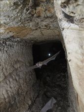 As the last Trident-nosed bats, Asellia Tridens, exit during an out flight to forage for insects, at Qarat Al Halfaya, a Roman ruin in the Egyptian western desert, biologist Jill Carpenter, visible only by her headlamp, inspects the day roost on August 27, 2010. This was Operation Wallacea's first foray working outside southern Sinai.: by robinallenmulligan, Views[648]