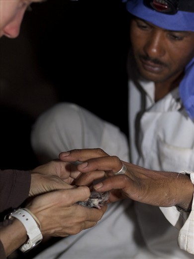 Always eager to introduce the bats to the local bedouin, chiroptologist Jill Carpenter, offers her Jebeliya bedouin guide, Nasr, an opportunity to touch the desert long-eared bat, Plecotus christii, during a survey at Naqb el Hawa on August 15, 2010. The bedouin are not only instrumental, but very interested in assisting the non-profit Operation Wallacea, in partnership with Egypt's Nature and Science Foundation since 2005, to carry out biological assessments of southern sinai. 