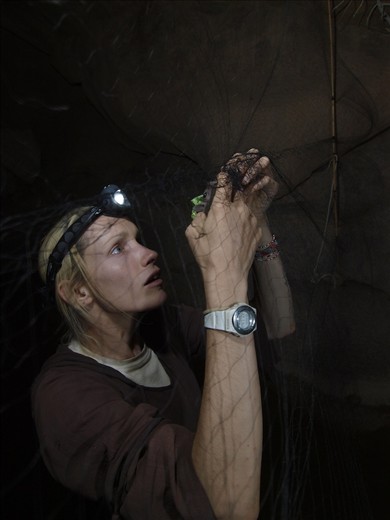 Heavily entangled, an Egyptian Fruit bat, Rousettus aegyptiacus, waits to be freed by biologist Jill Carpenter, August 17, 2010. Requiring patience and a knack to untangle the bat, Carpenter works tediously to prevent damage to the bat's wings. Her volunteer work for Operation Wallacea assists in improving the knowledge of species diversity in the Sinai where she works closely with Jebeliya bedouin guides.