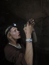 Heavily entangled, an Egyptian Fruit bat, Rousettus aegyptiacus, waits to be freed by biologist Jill Carpenter, August 17, 2010. Requiring patience and a knack to untangle the bat, Carpenter works tediously to prevent damage to the bat's wings. Her volunteer work for Operation Wallacea assists in improving the knowledge of species diversity in the Sinai where she works closely with Jebeliya bedouin guides.: by robinallenmulligan, Views[762]