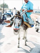 A strong donkey transports his master and tourists alike around the island of Santorini. We like them better free in a field!: by robink, Views[534]