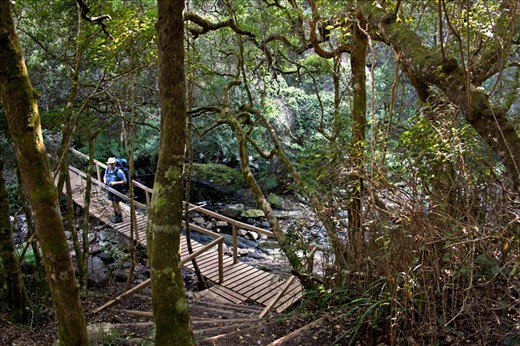 An opening in the tangled forests of the Tsitsikama National Park