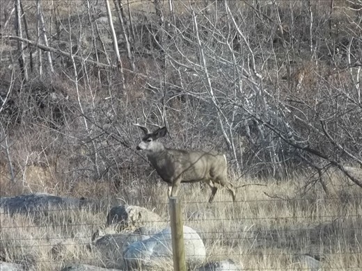 Great Mule Deer Wyoming