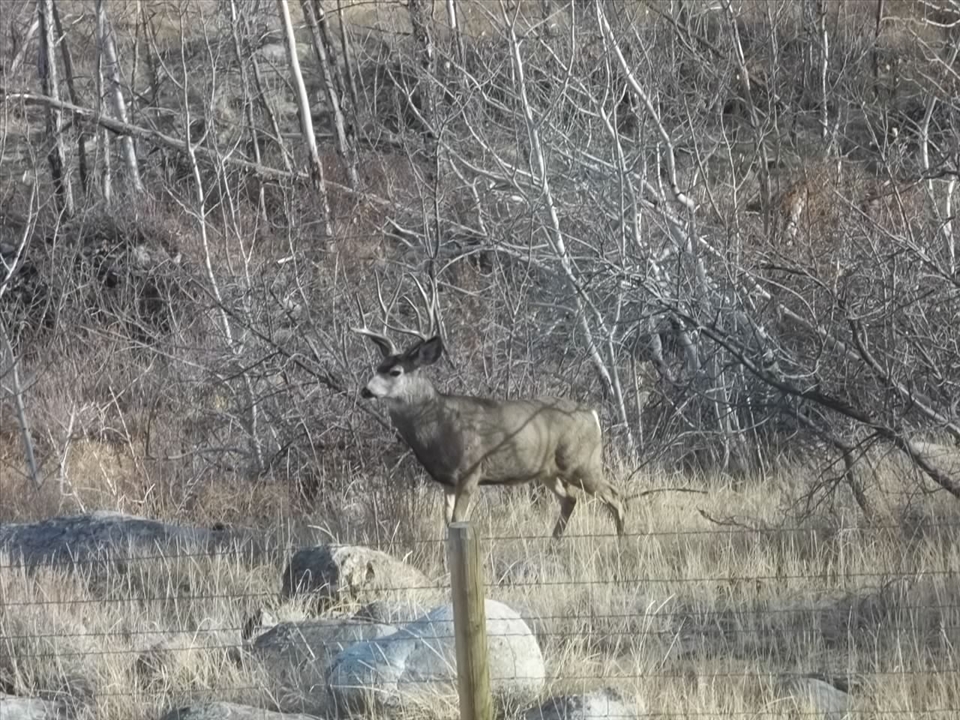 Great Mule Deer Wyoming