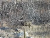 Great Mule Deer Wyoming: by rockymountainnative, Views[185]