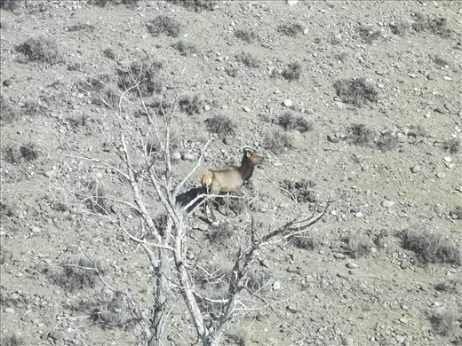 Young cow elk wyoming