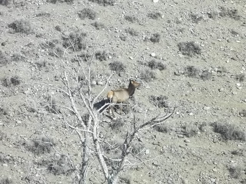 Young cow elk wyoming