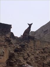 by rockywildman, Views[164]