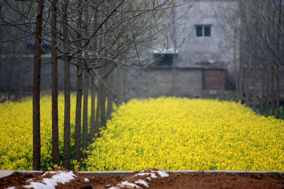 Trees for plywood, canola for oil, all next to the community outhouse.