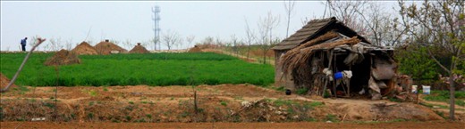 Applying pesticides to the crop.