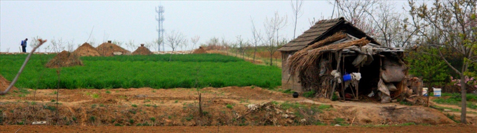 Applying pesticides to the crop.