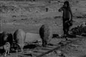 As the day ends, and her parents spent the day working with the street market is this young shepherd job take the sheep back to barn. The market not only changes the buyers and sellers Sunday, but reflects in the entire community behavior.: by rodgoes, Views[432]