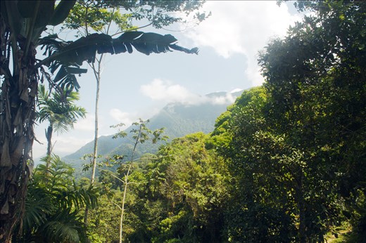 A view of the Colombian rainforest